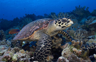 See amazing marine life when you dive at Fakarava